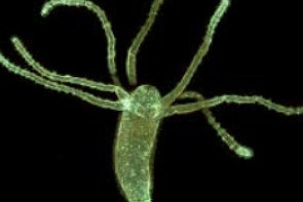 Kraken маркетплейс официальный